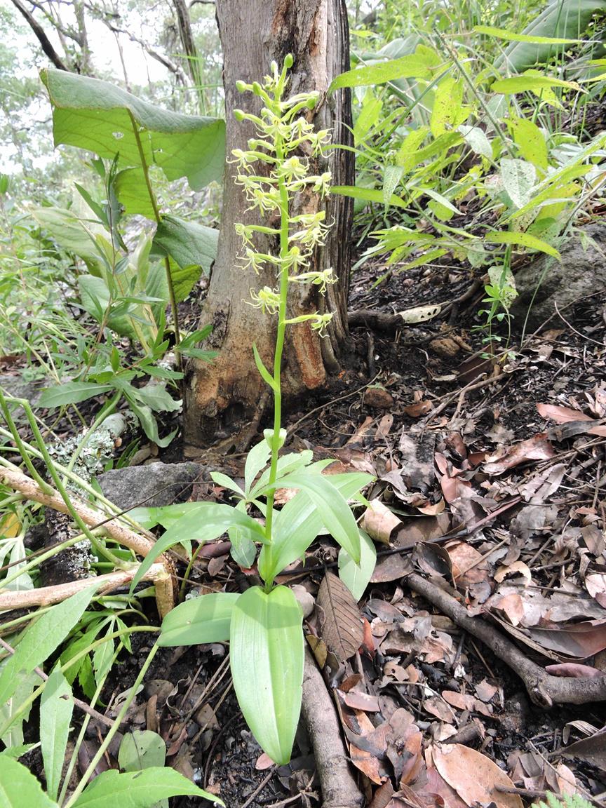 Habenaria papyracea Habenaria papyracea