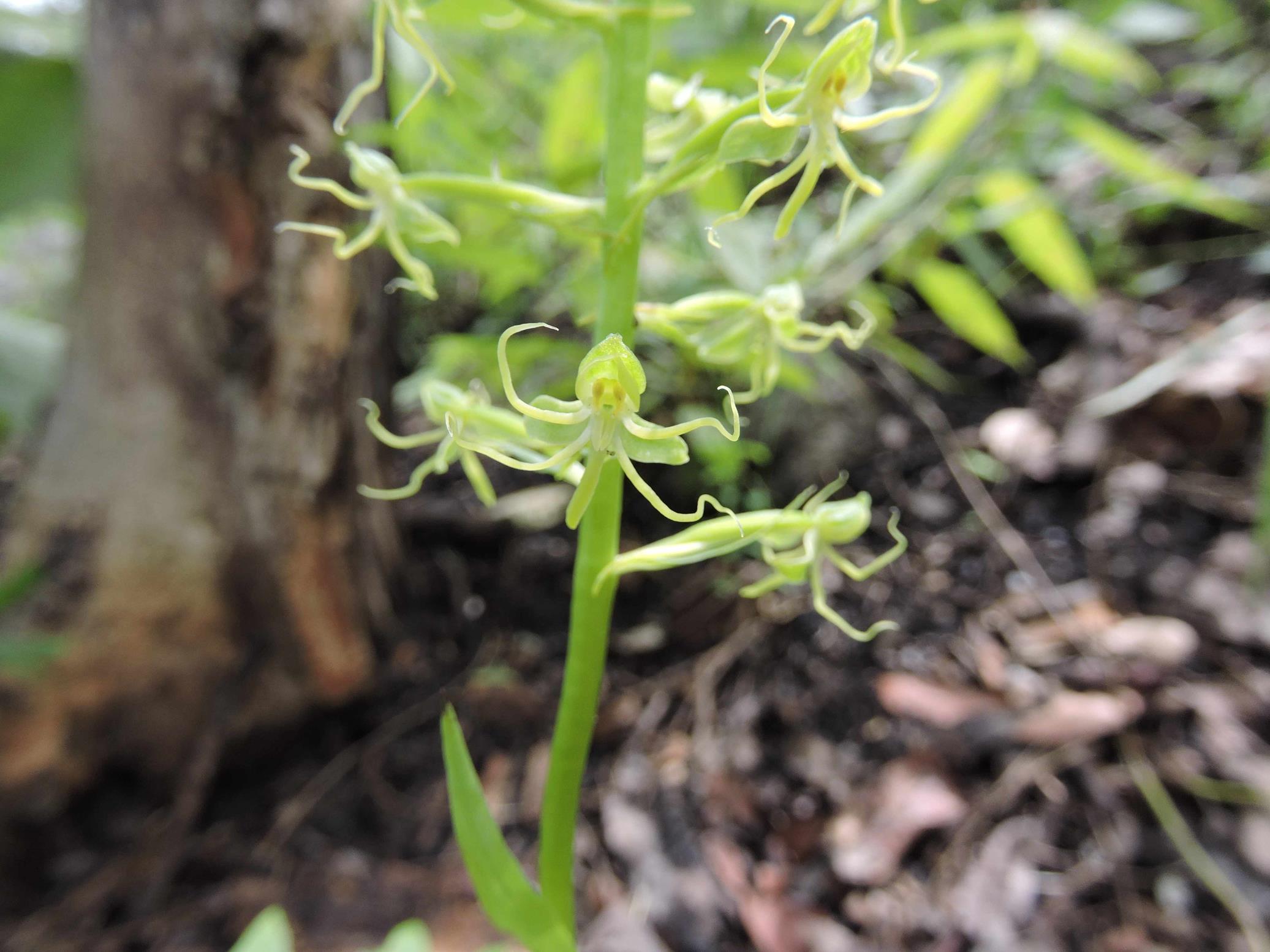 Habenaria papyracea