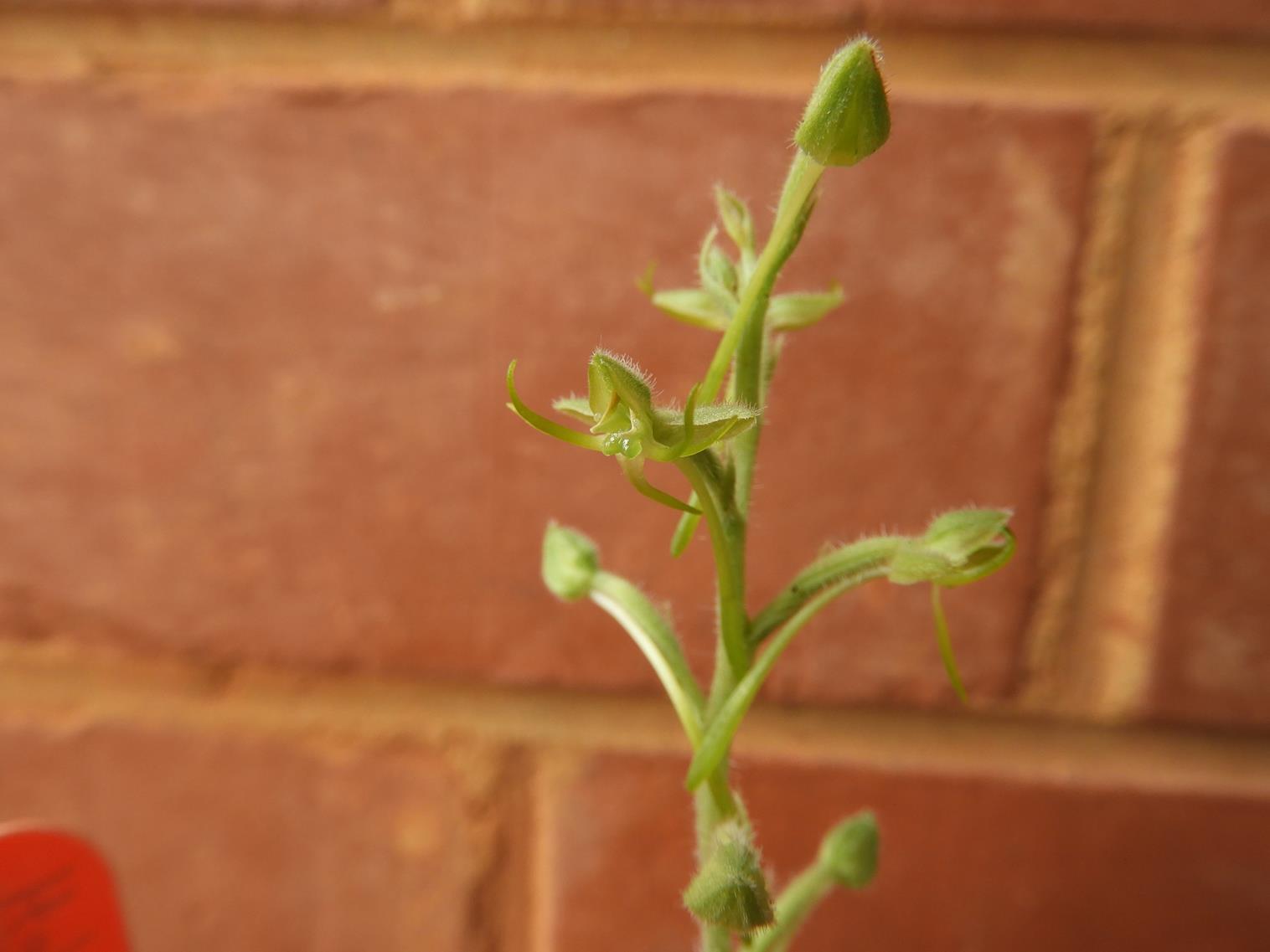 Habenaria pilosa