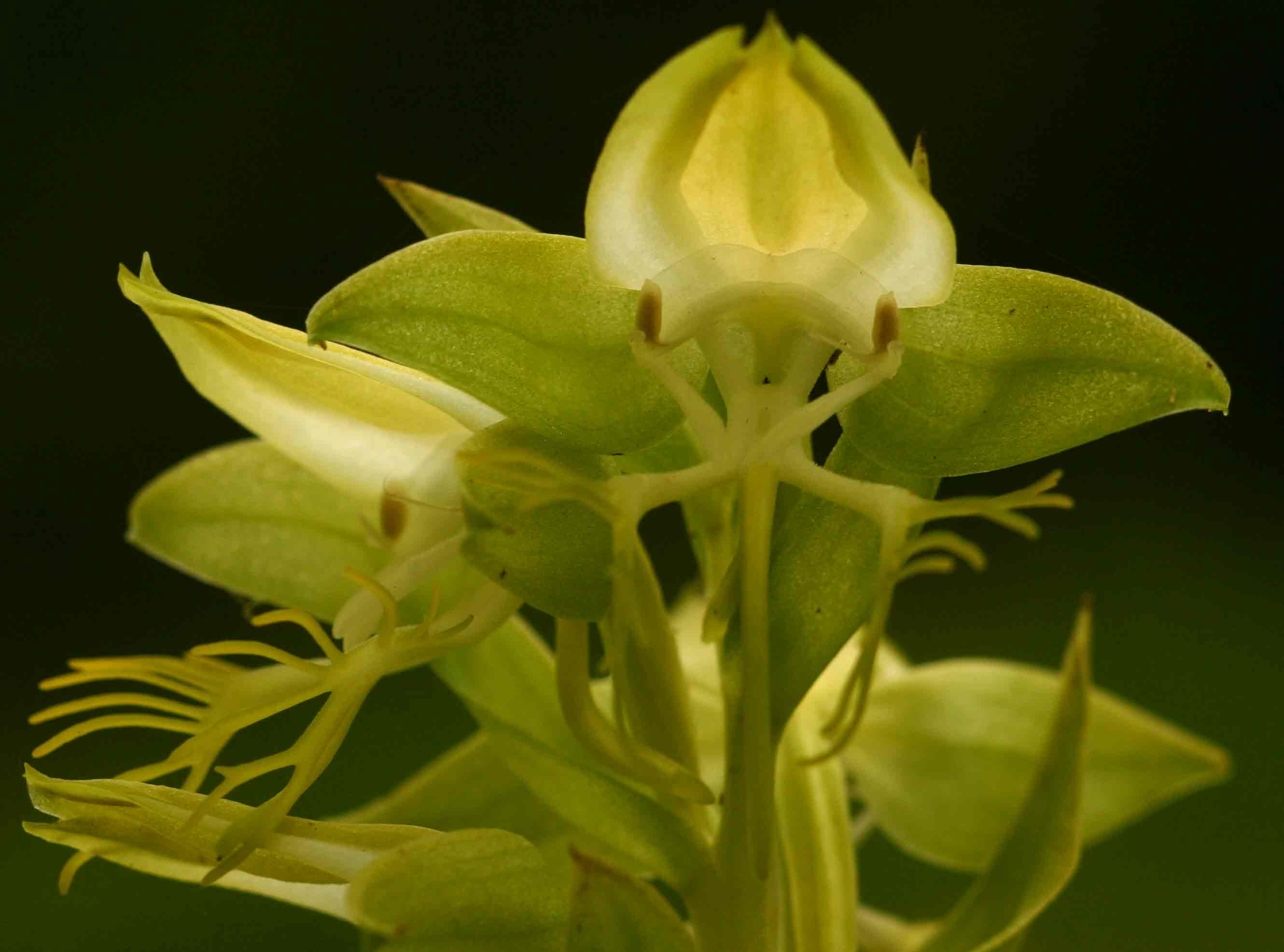 Habenaria praestans var. praestans