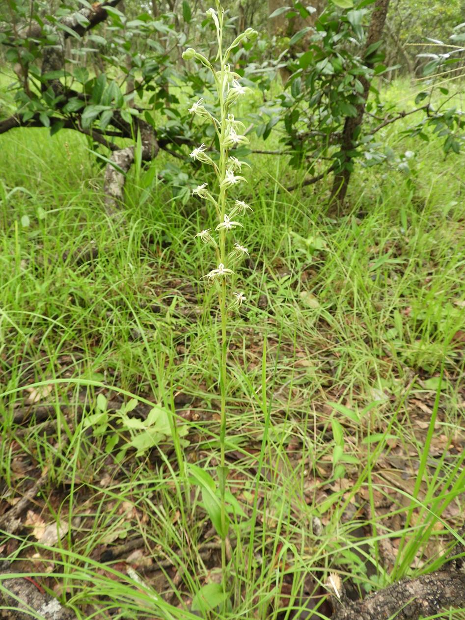Habenaria retinervis Habenaria retinervis
