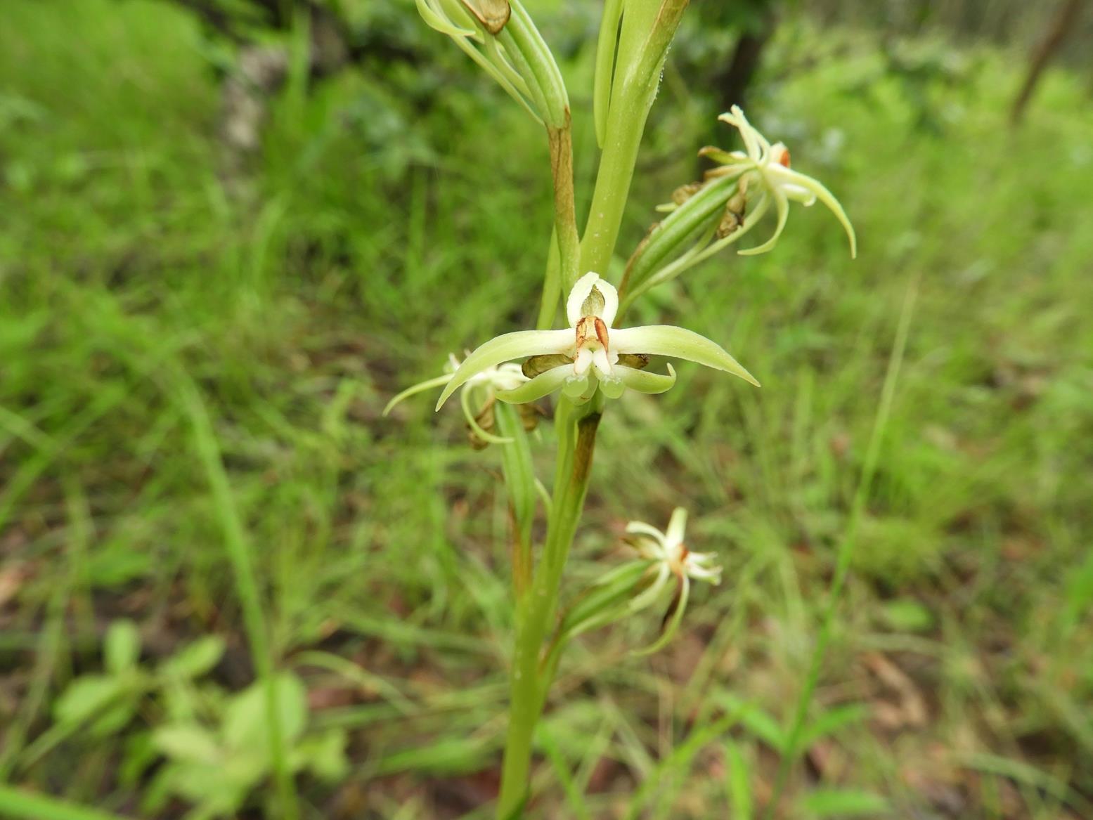 Habenaria retinervis