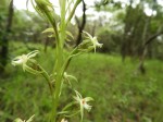 Habenaria retinervis