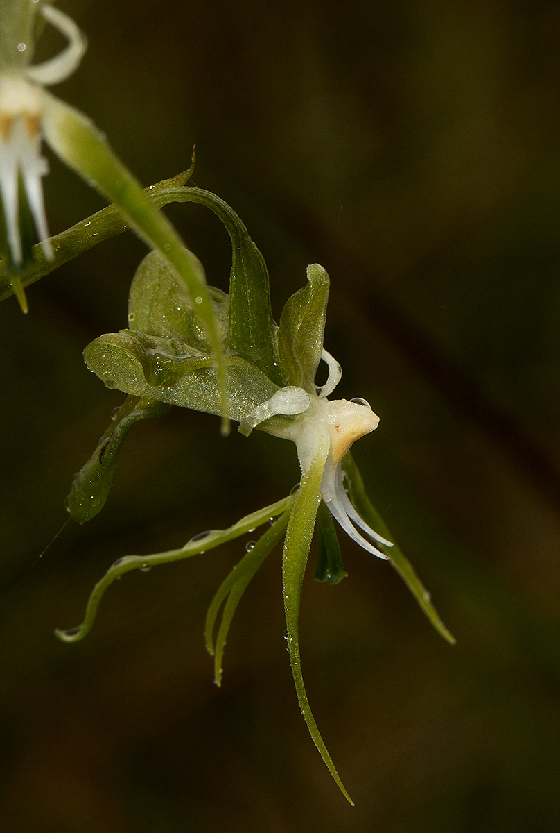 Habenaria schimperiana