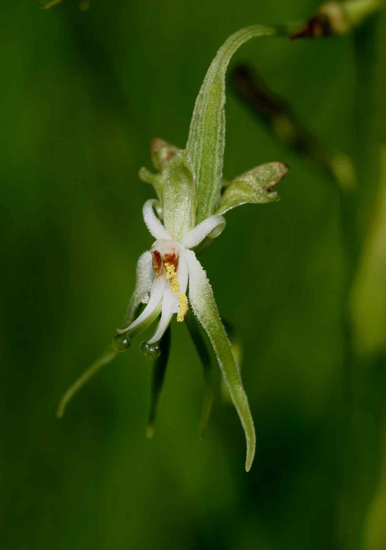 Habenaria schimperiana