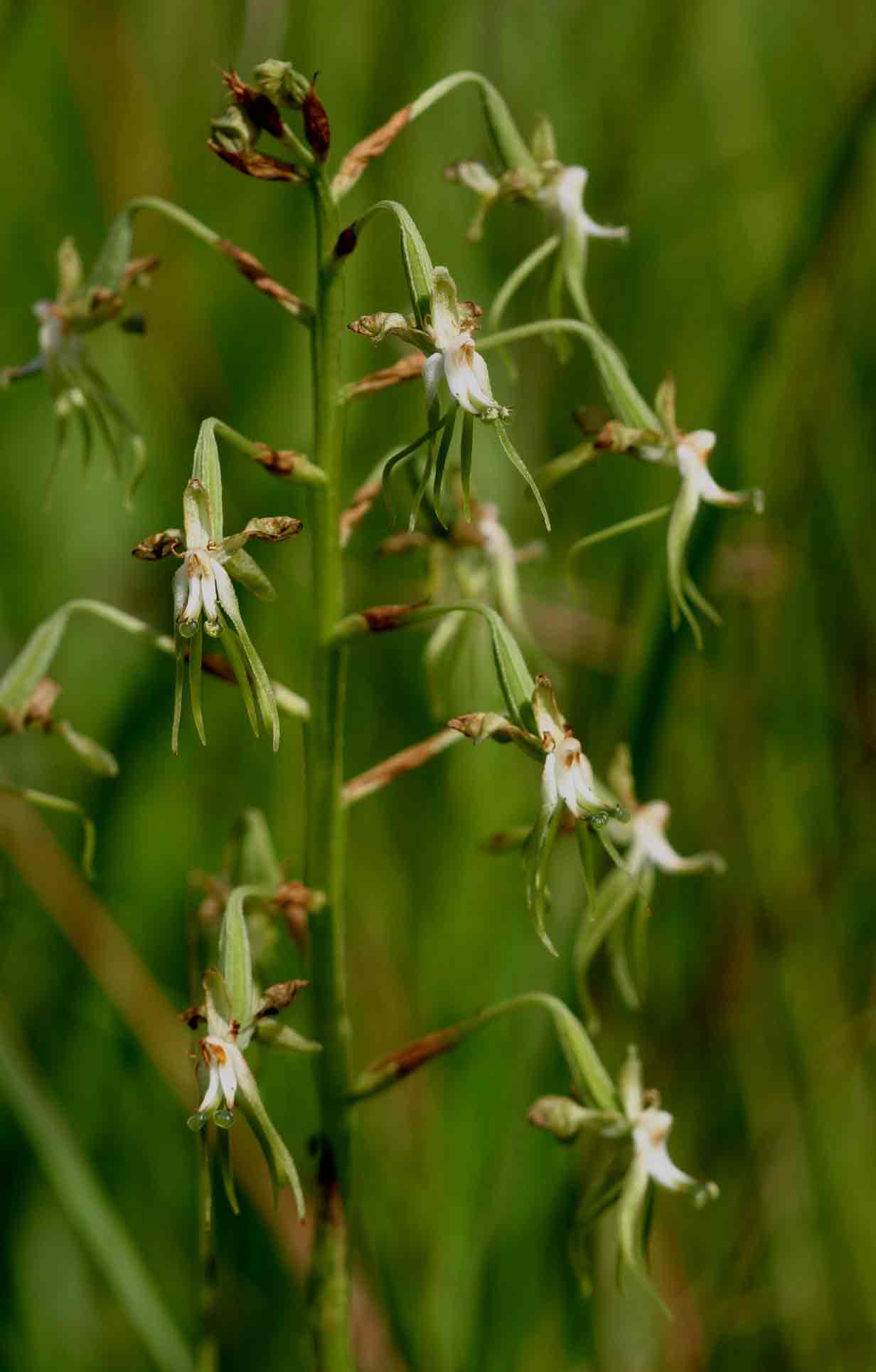 Habenaria schimperiana