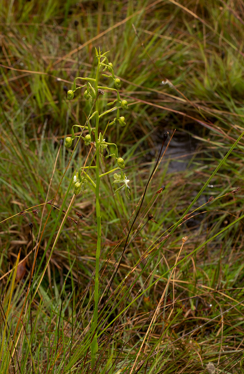 Habenaria schimperiana