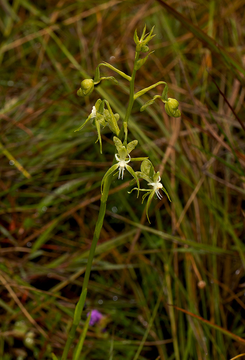 Habenaria schimperiana