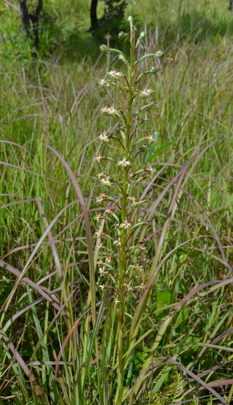 Habenaria sochensis Habenaria sochensis