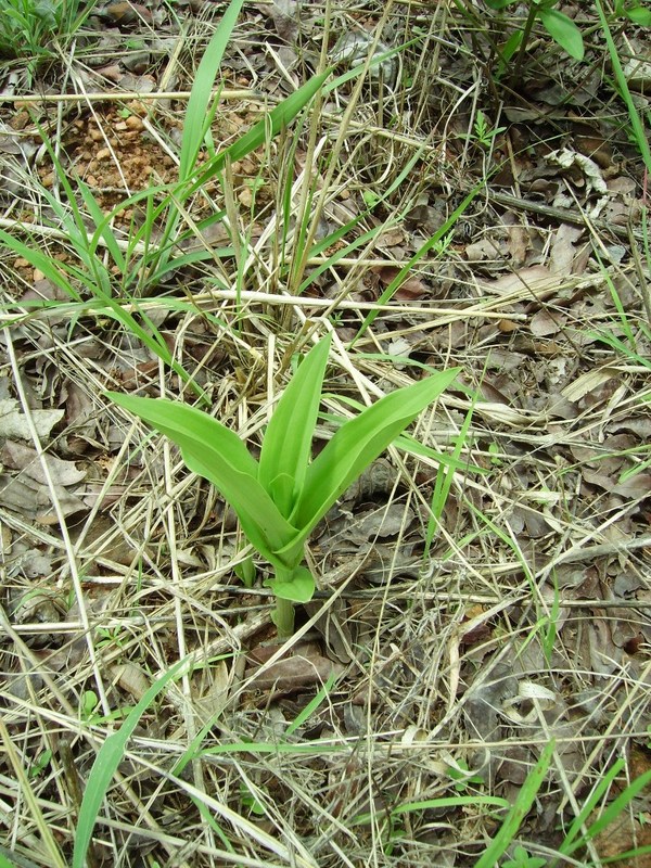 Habenaria sochensis Habenaria sochensis