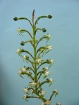 Habenaria sochensis
