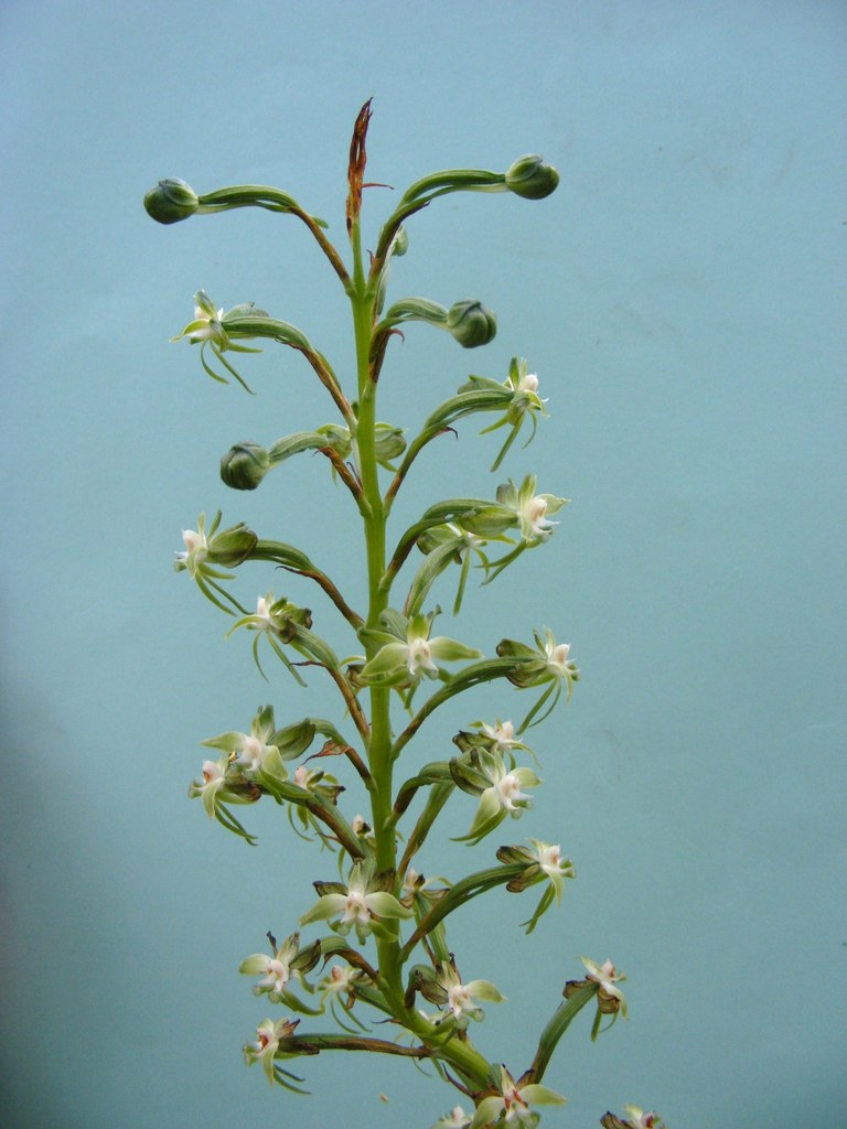 Habenaria sochensis Habenaria sochensis