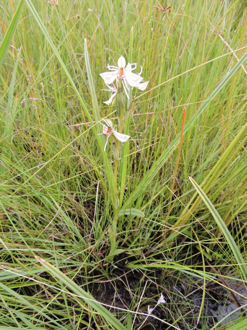 Habenaria stenorhynchos