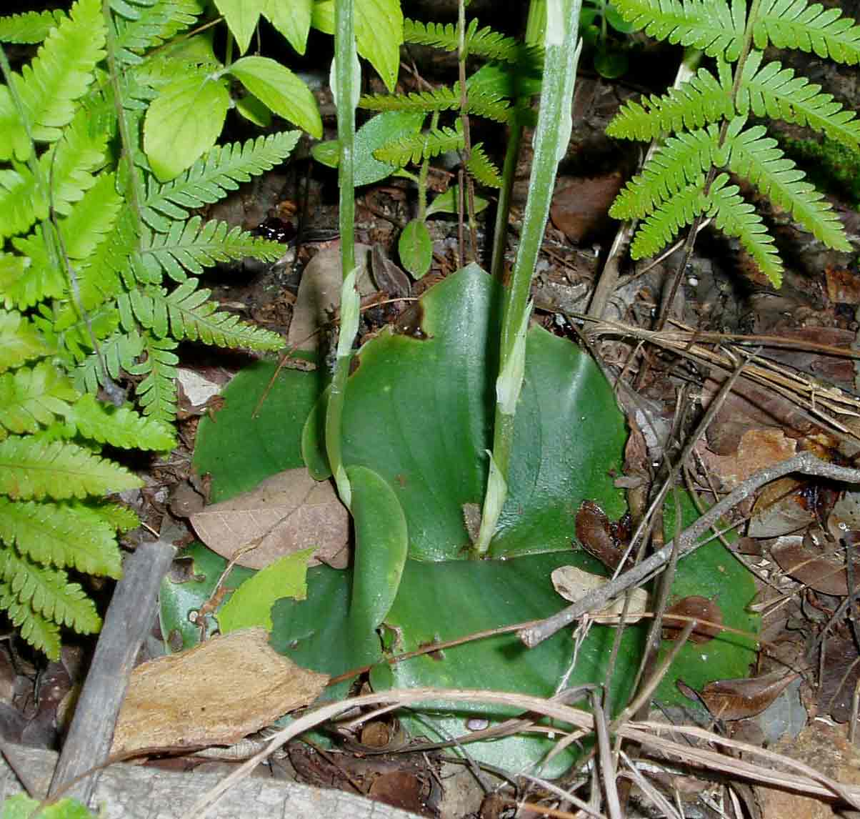 Habenaria stylites subsp. rhodesiaca