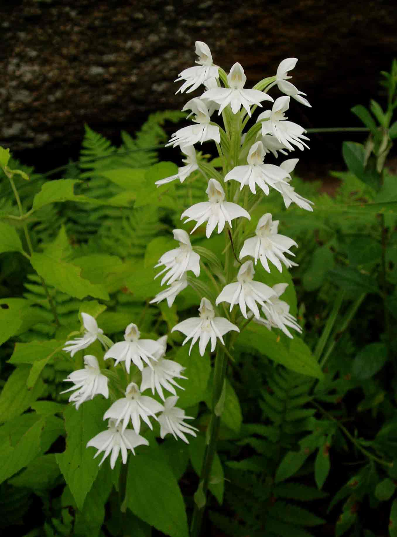 Habenaria stylites subsp. rhodesiaca