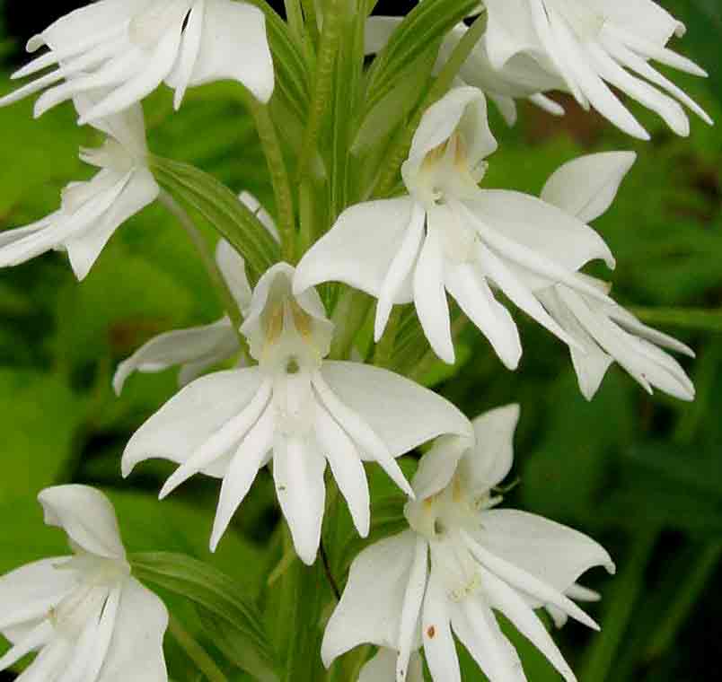 Habenaria stylites subsp. rhodesiaca