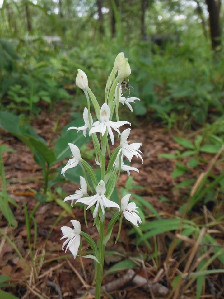 Habenaria stylites subsp. rhodesiaca
