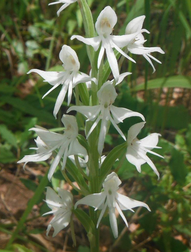 Habenaria stylites subsp. rhodesiaca