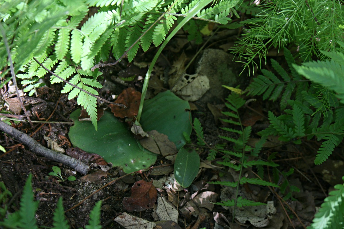 Habenaria stylites subsp. rhodesiaca