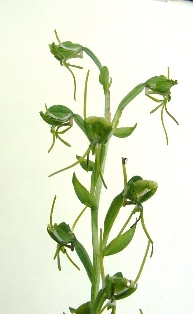 Habenaria tentaculigera