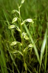 Habenaria tentaculigera