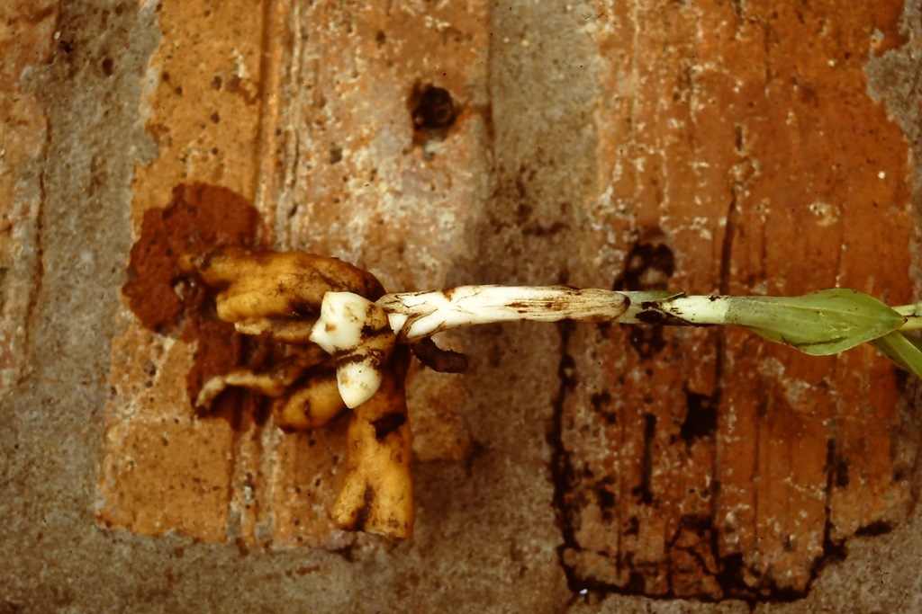 Habenaria tentaculigera