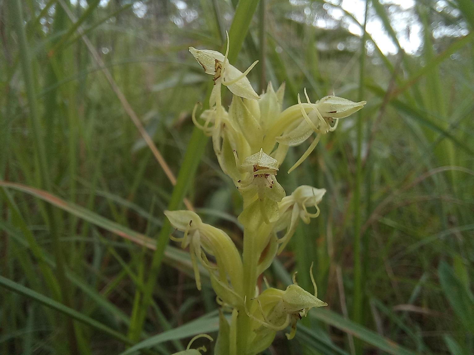 Habenaria uhehensis