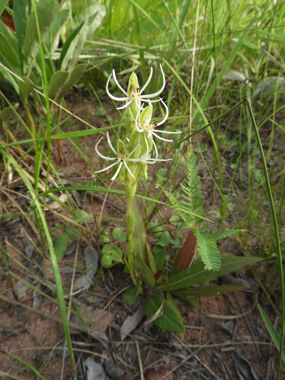 Habenaria verdickii