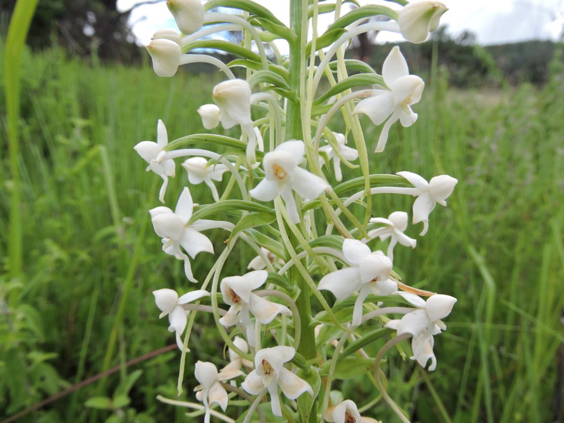 Habenaria zambesina