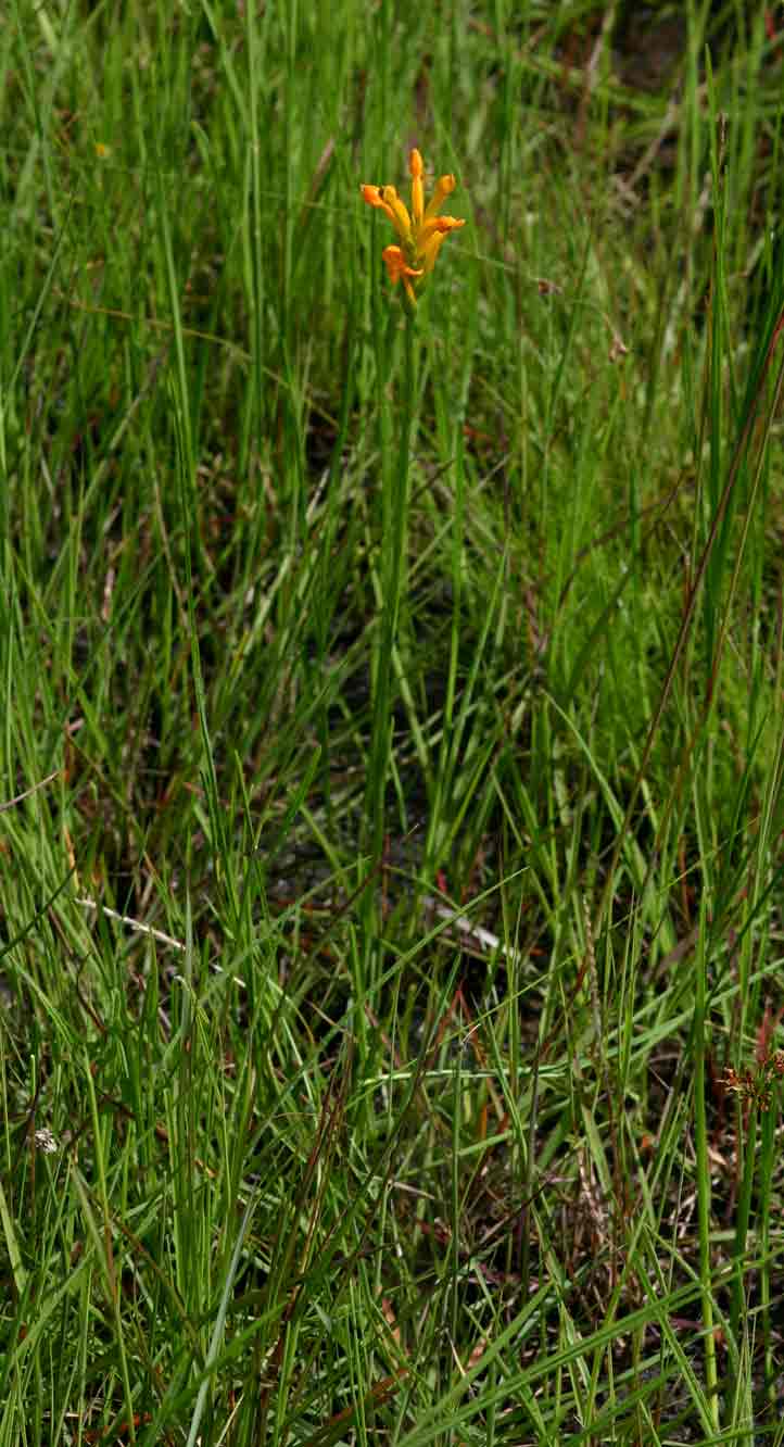 Platycoryne buchananiana Platycoryne buchananiana