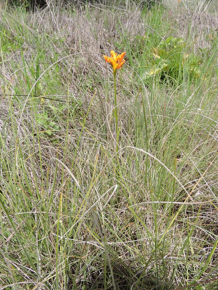 Platycoryne mediocris