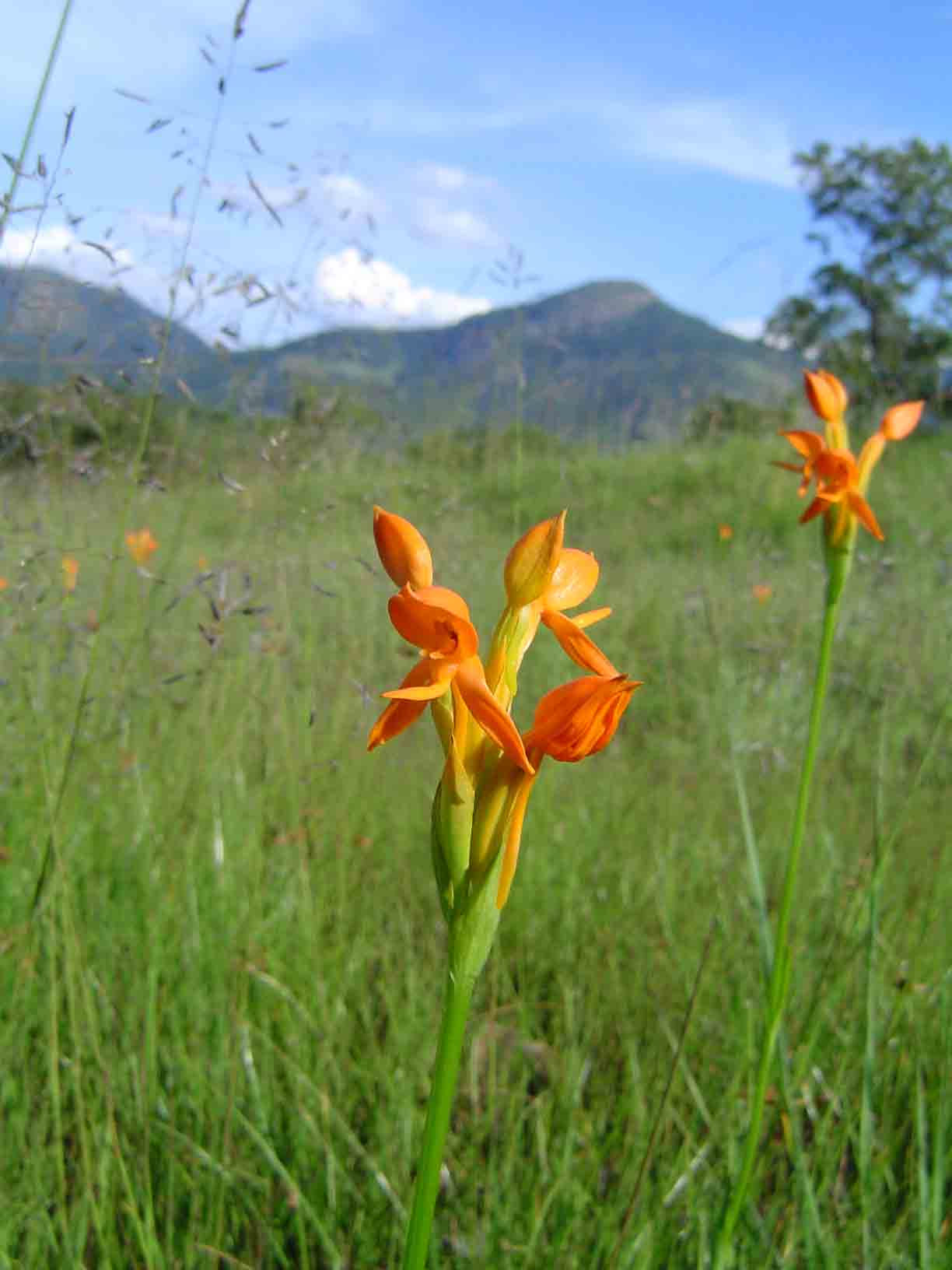 Platycoryne pervillei