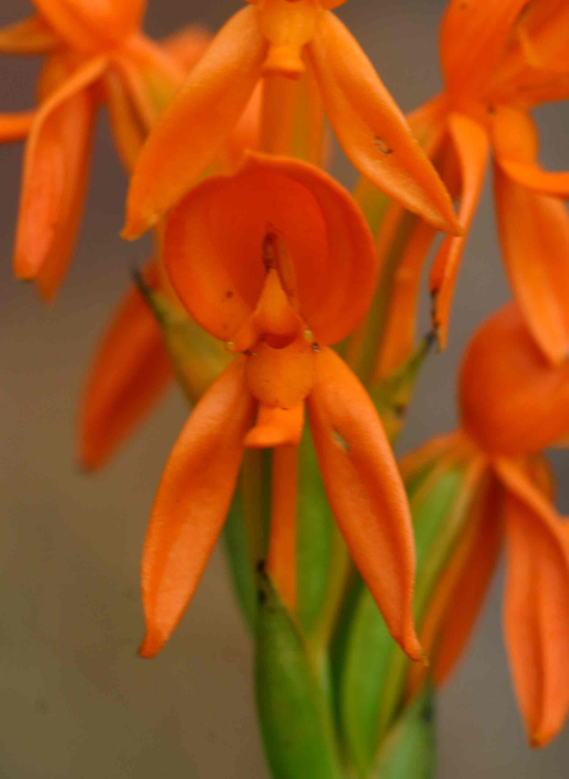 Platycoryne pervillei