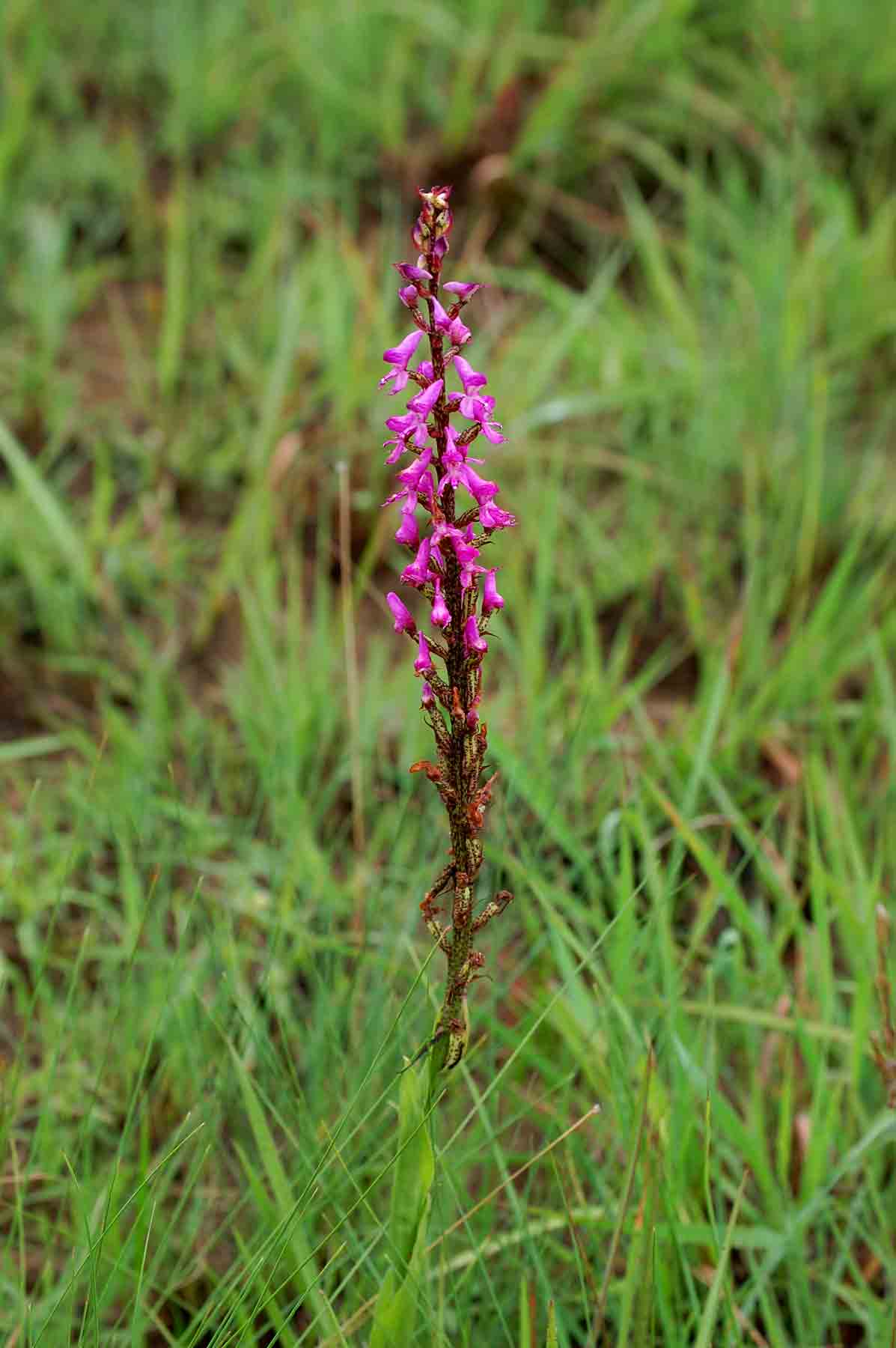 Disa aconitoides subsp. concinna Disa aconitoides subsp. concinna
