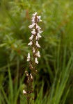 Disa aconitoides subsp. concinna