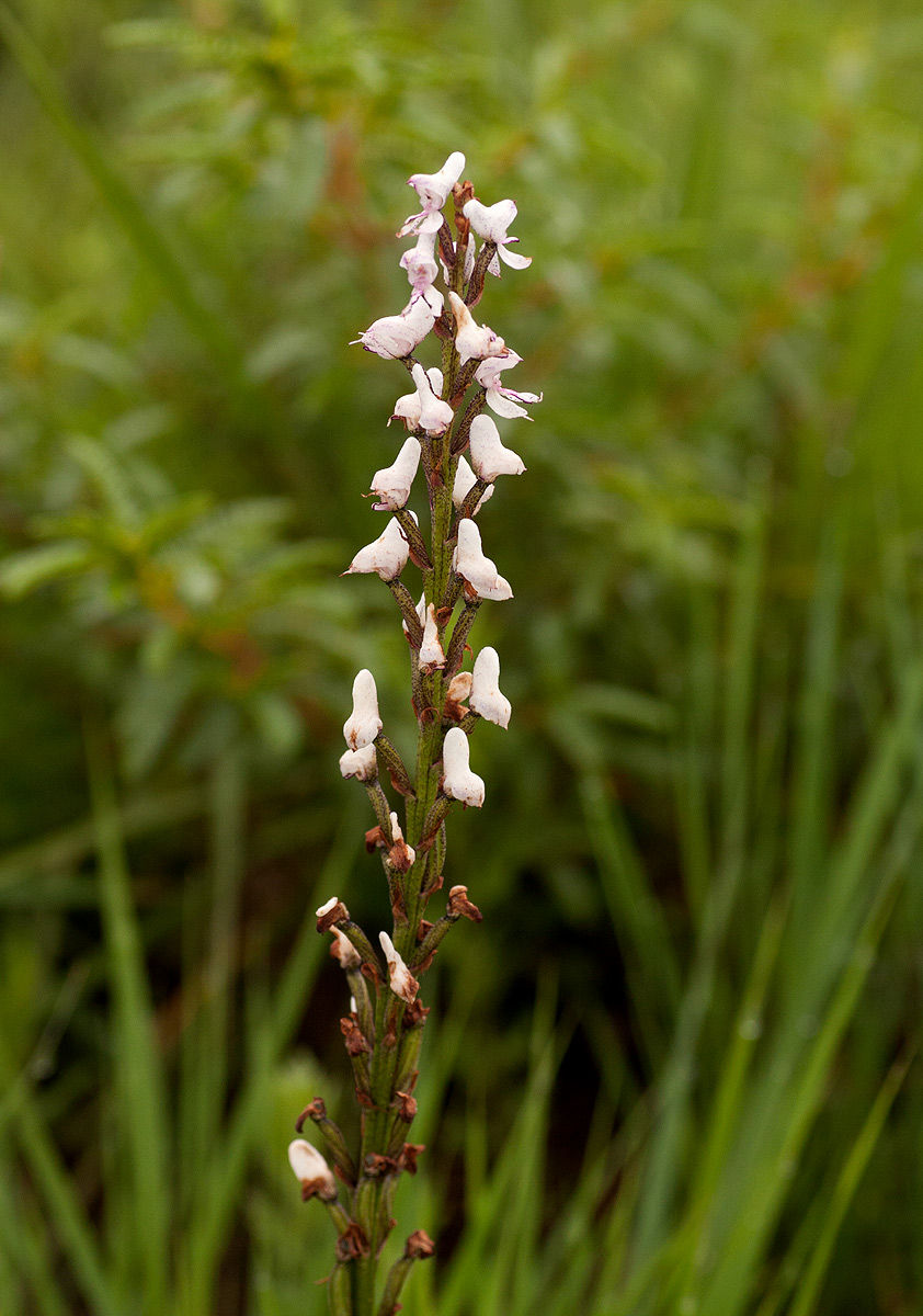 Disa aconitoides subsp. concinna