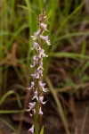 Disa aconitoides subsp. concinna