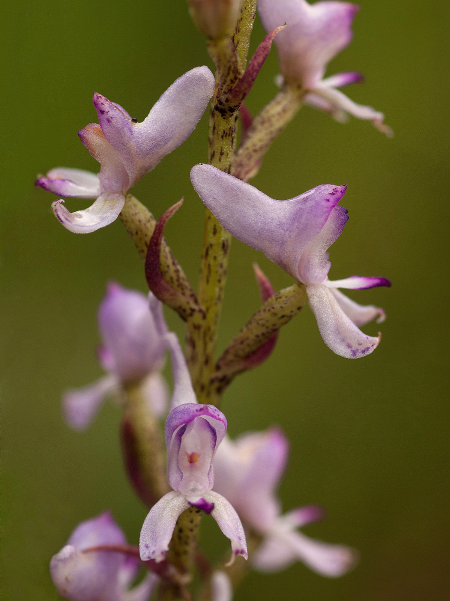 Disa aconitoides subsp. concinna