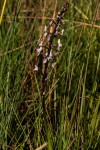 Disa aconitoides subsp. concinna