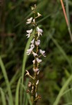 Disa aconitoides subsp. concinna