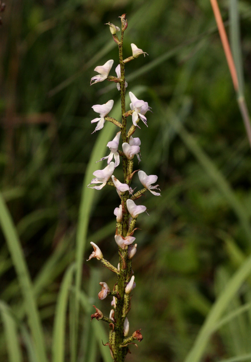 Disa aconitoides subsp. concinna