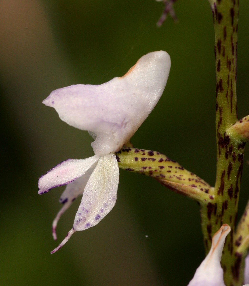 Disa aconitoides subsp. concinna