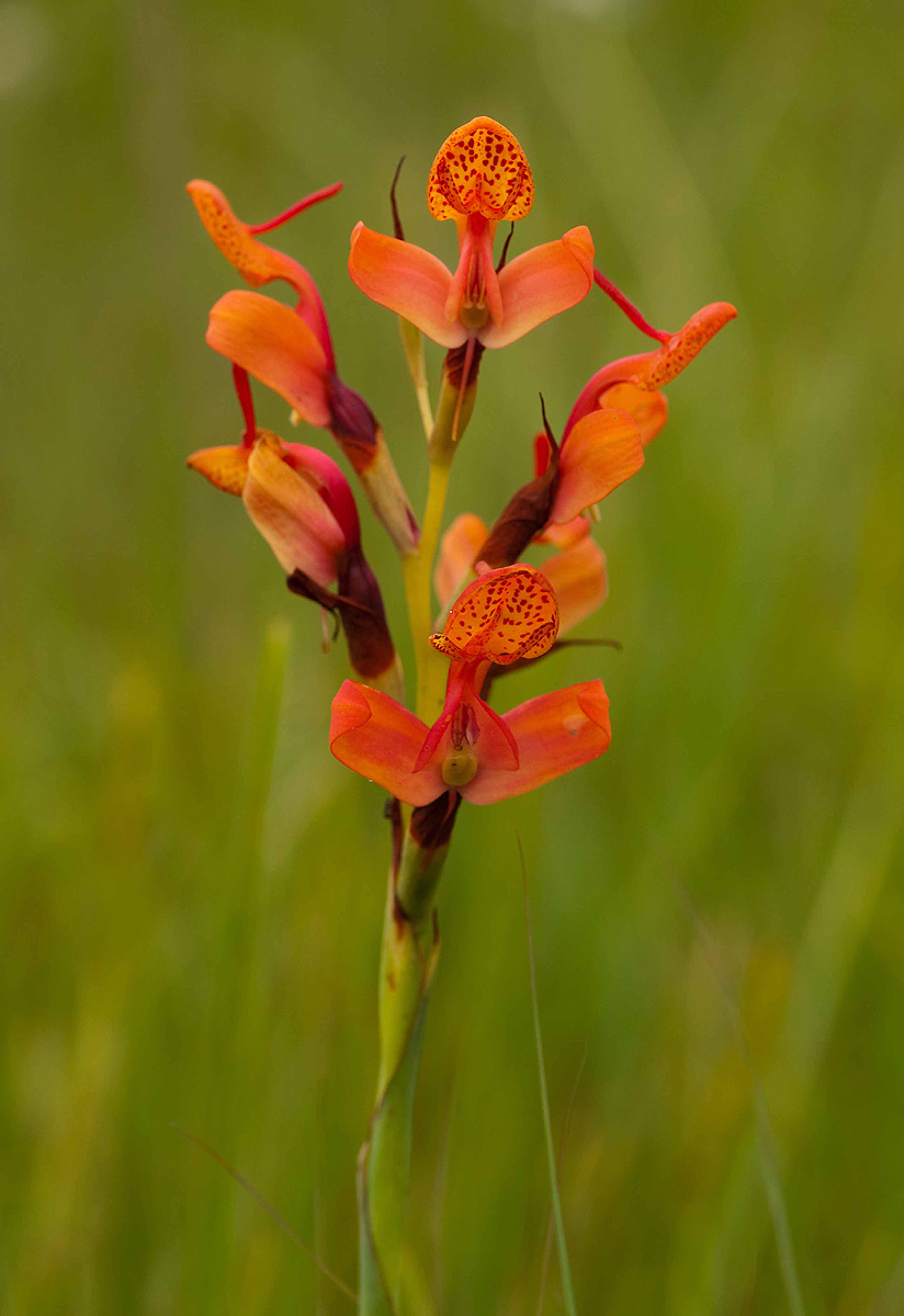 Disa erubescens subsp. erubescens
