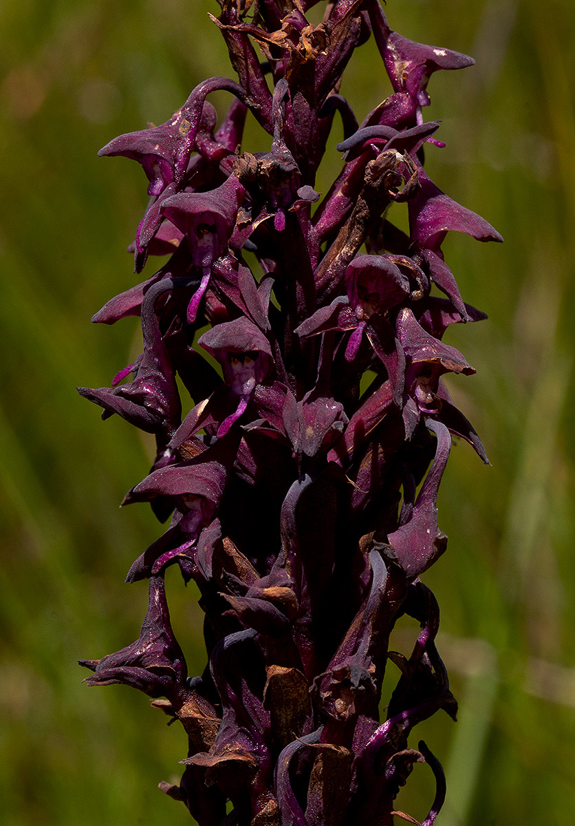 Disa hircicornis