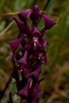 Disa hircicornis