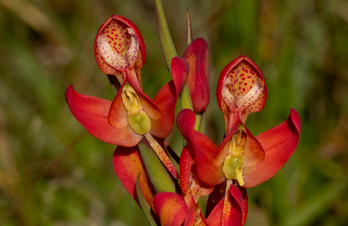 Disa ornithantha