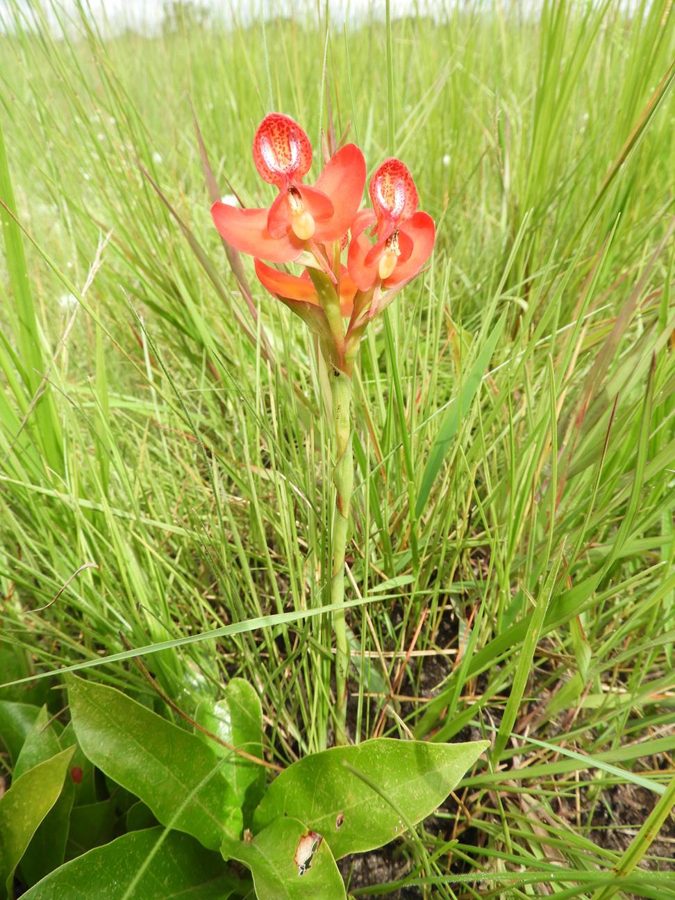 Disa ornithantha