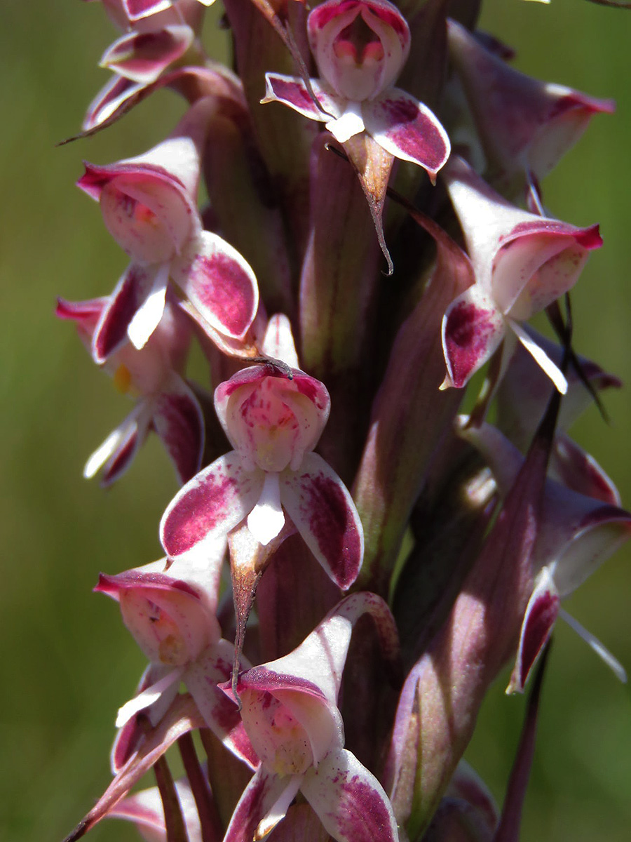 Disa perplexa