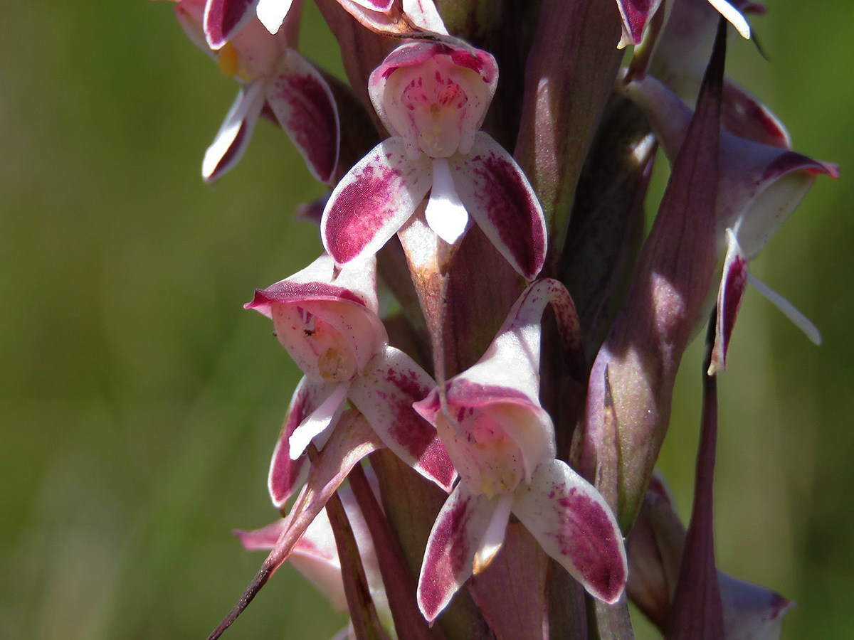 Disa perplexa