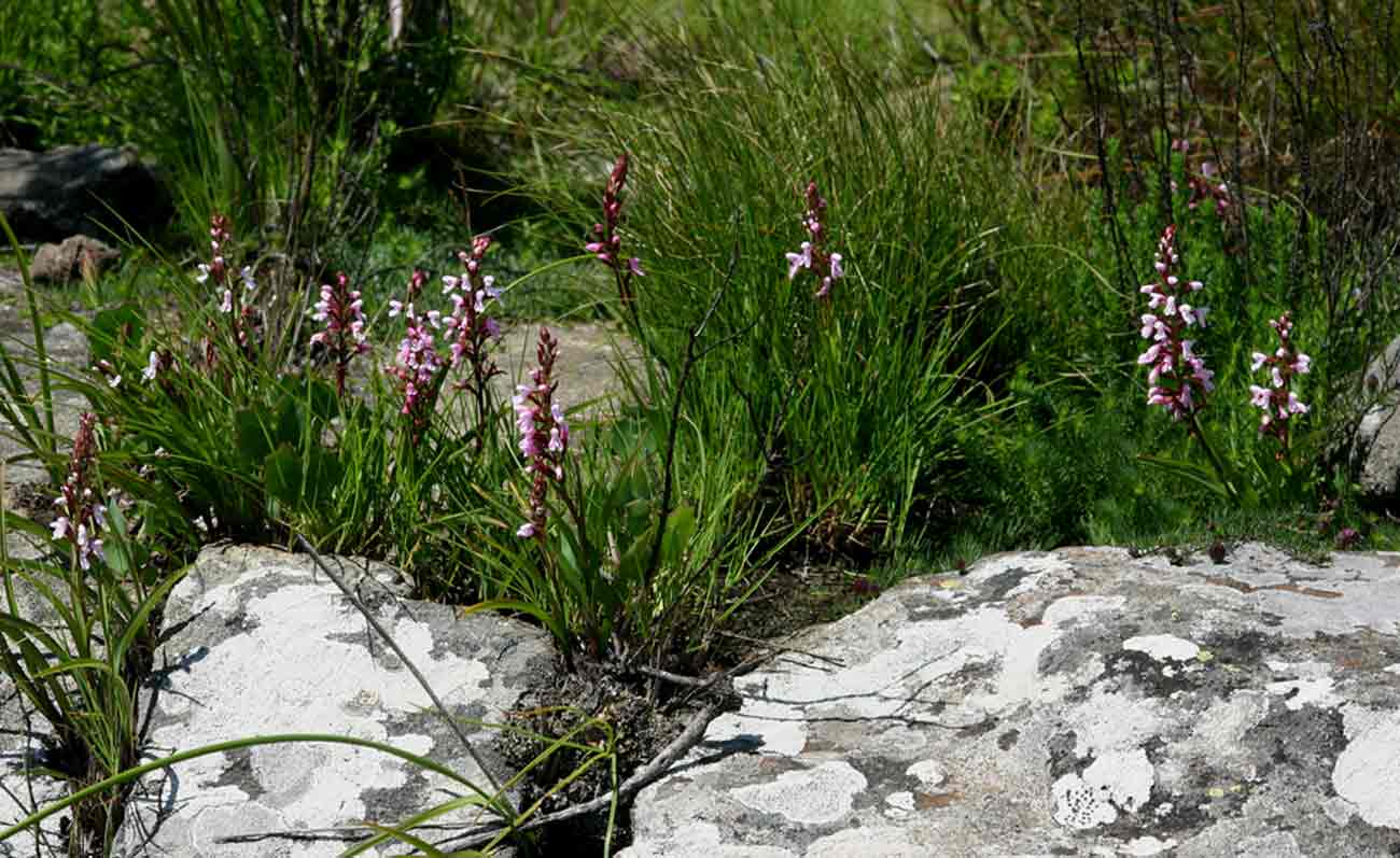 Disa saxicola